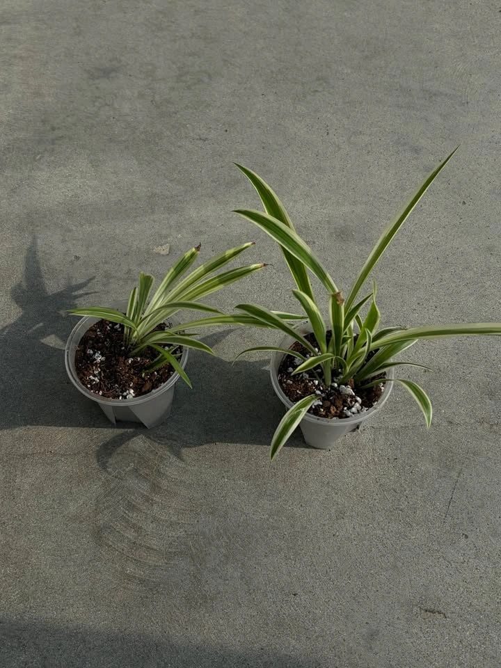 Two spider plants - photo 2