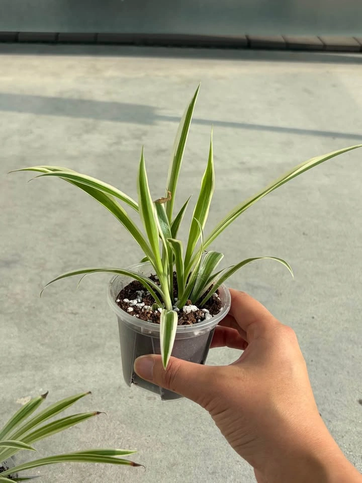 Two spider plants - photo 3