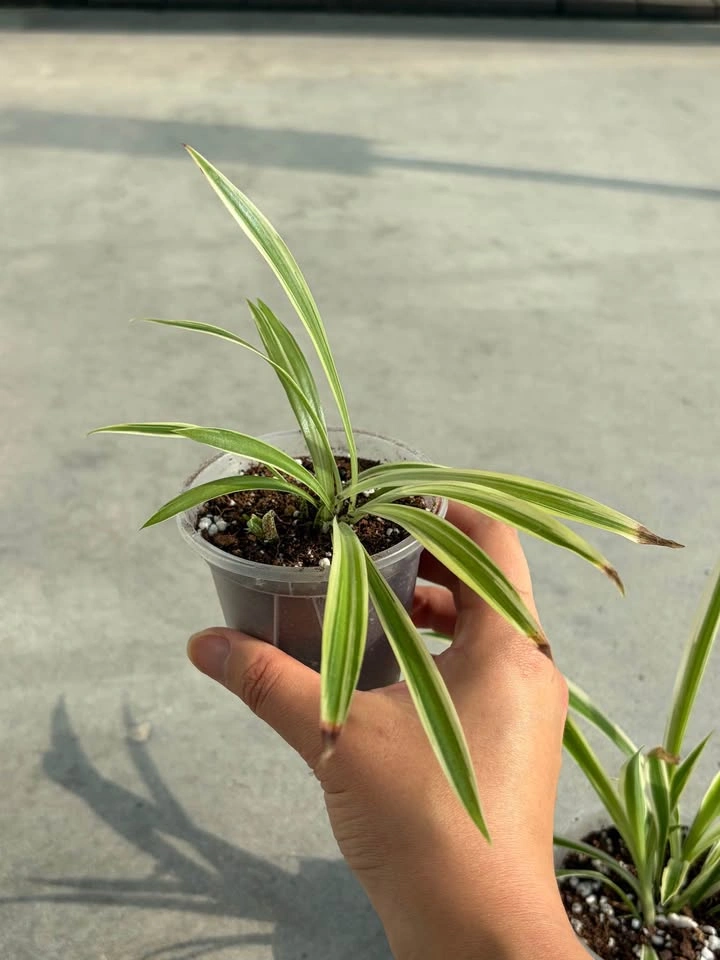 Two spider plants - photo 4