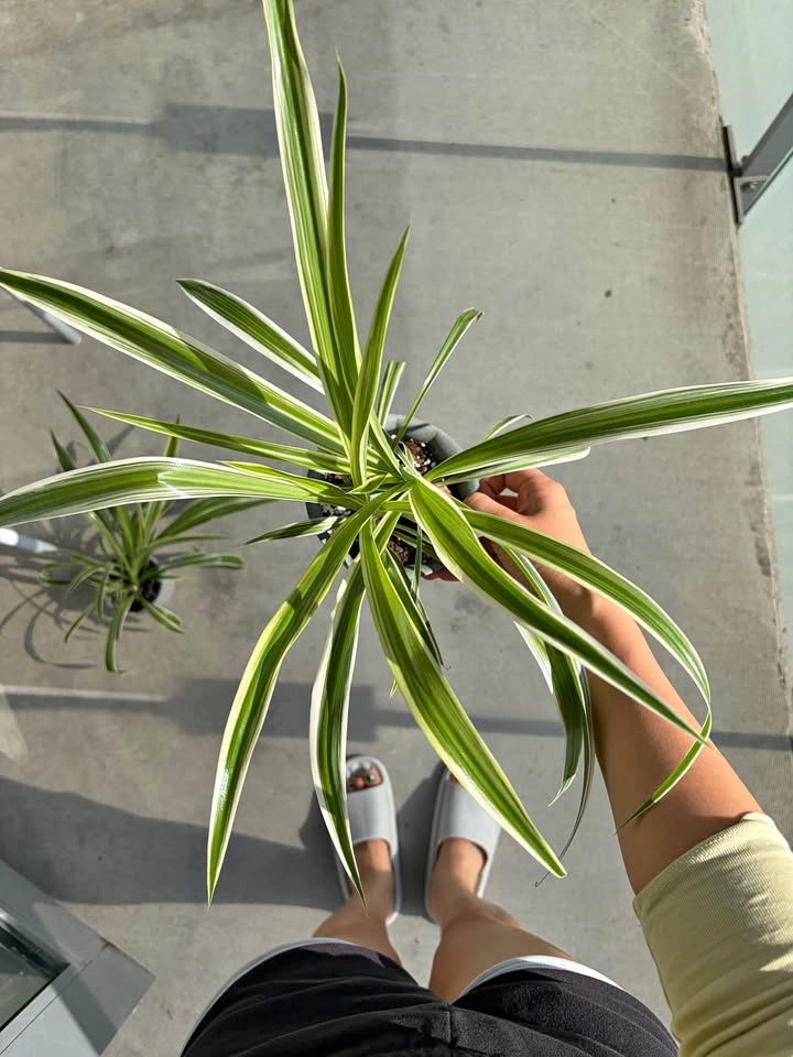 Healthy spider plant