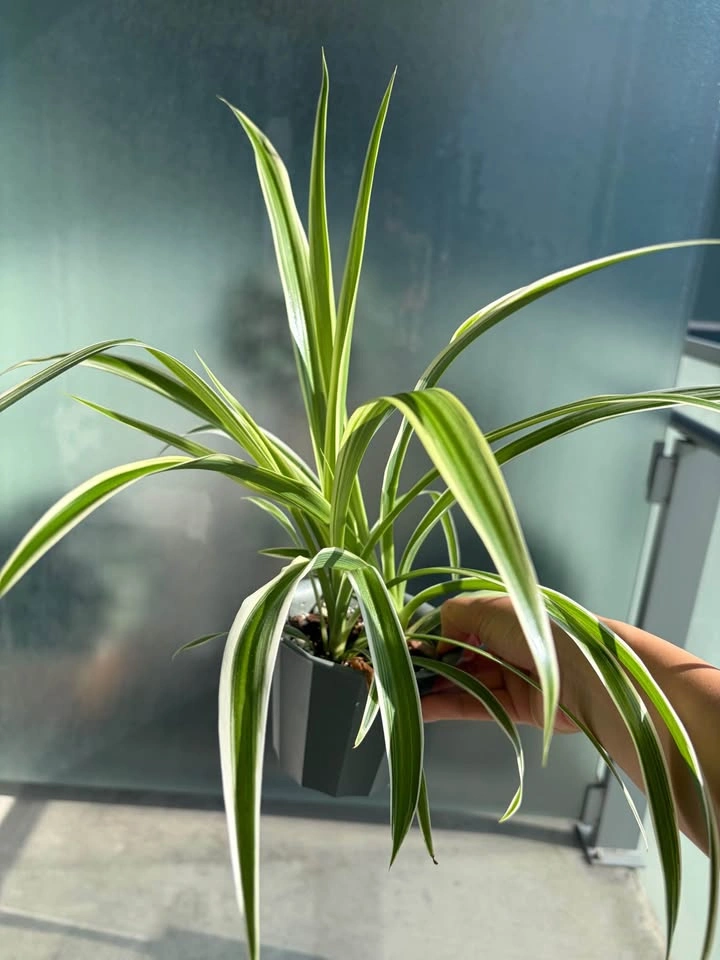 Healthy spider plant - photo 2