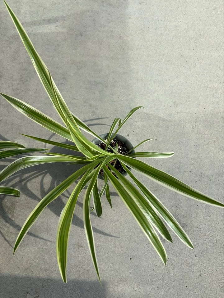 Healthy spider plant - photo 3
