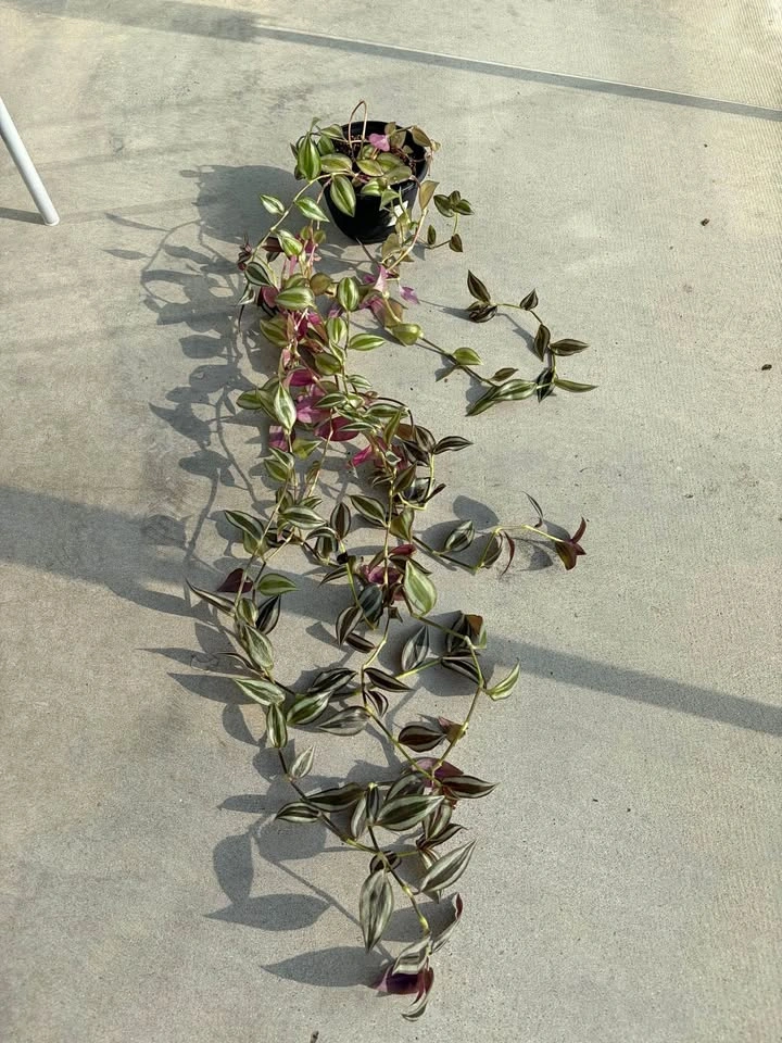 Long trailing Wandering Dude plant