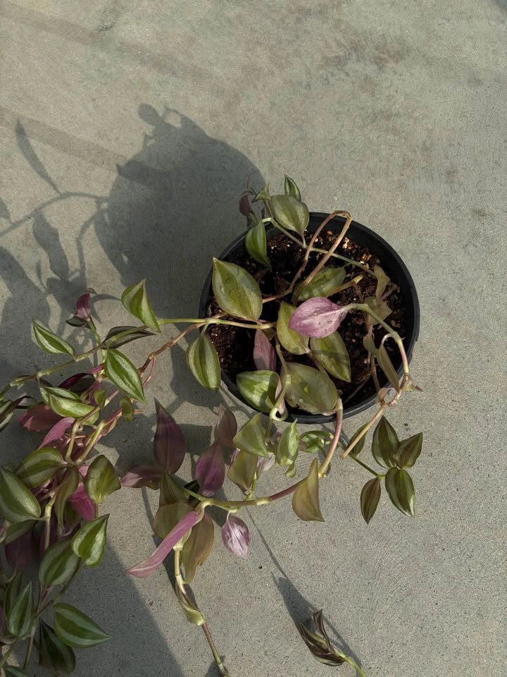 Long trailing Wandering Dude plant - photo 2