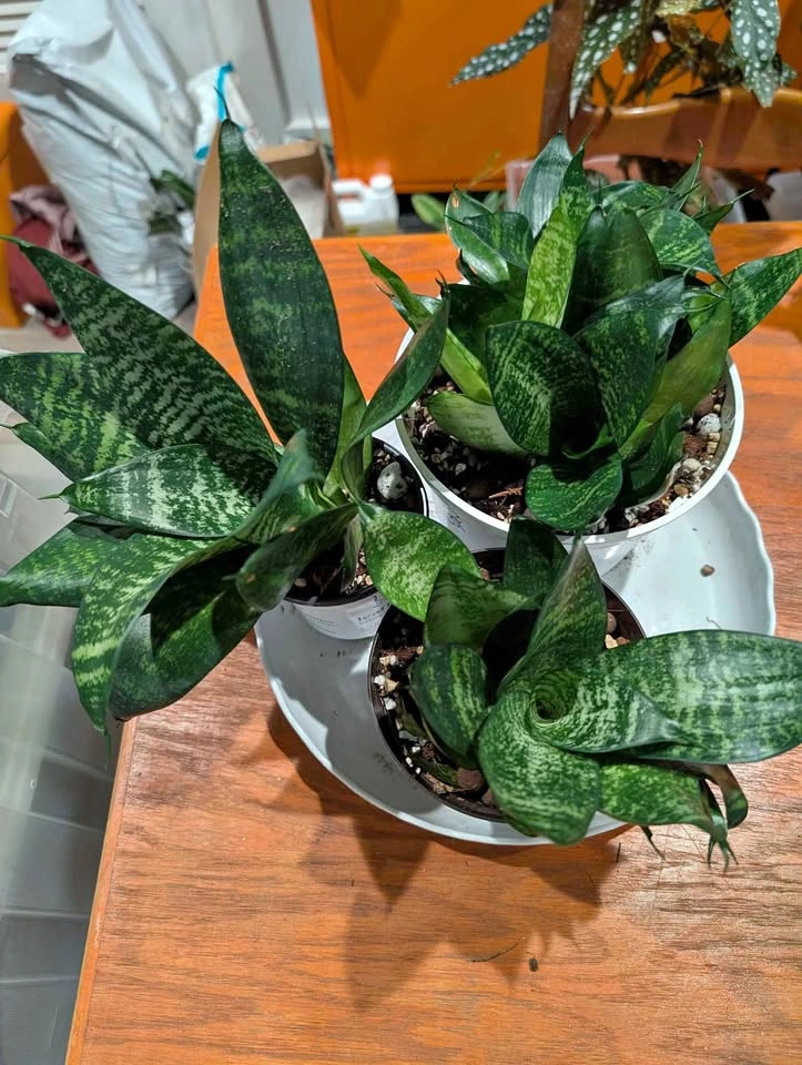 Bird's Nest Snake Plant