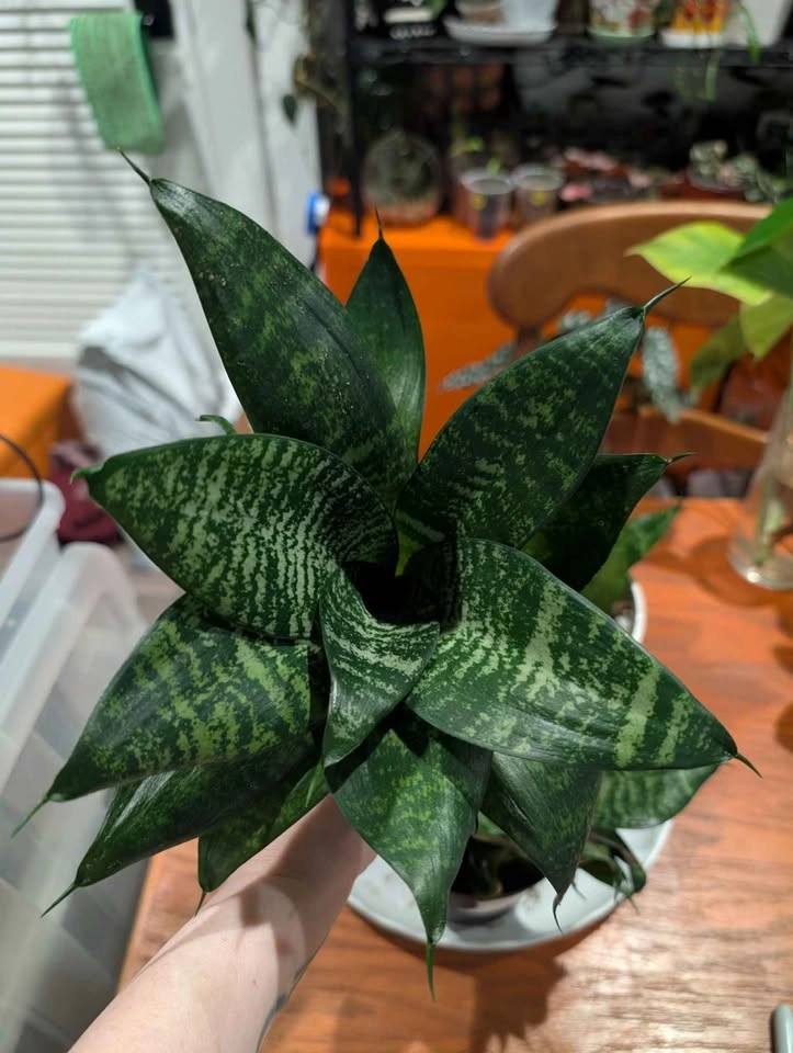 Bird's Nest Snake Plant - photo 2