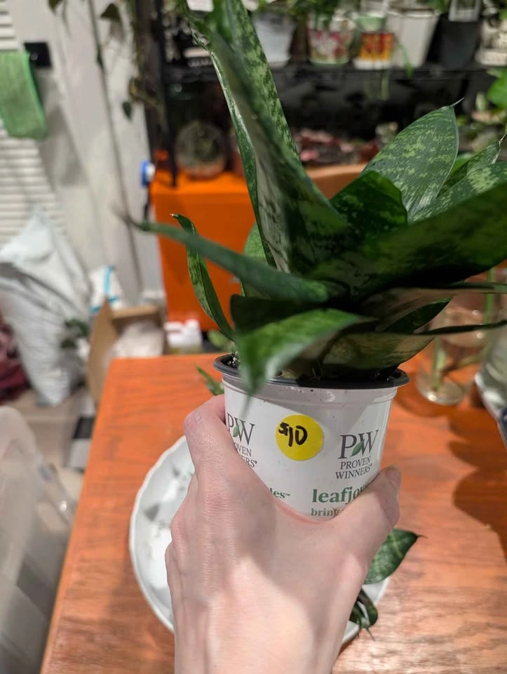 Bird's Nest Snake Plant - photo 3