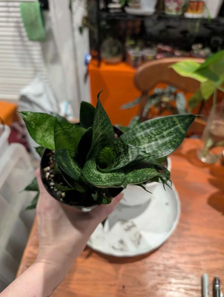 Bird's Nest Snake Plant - photo 4