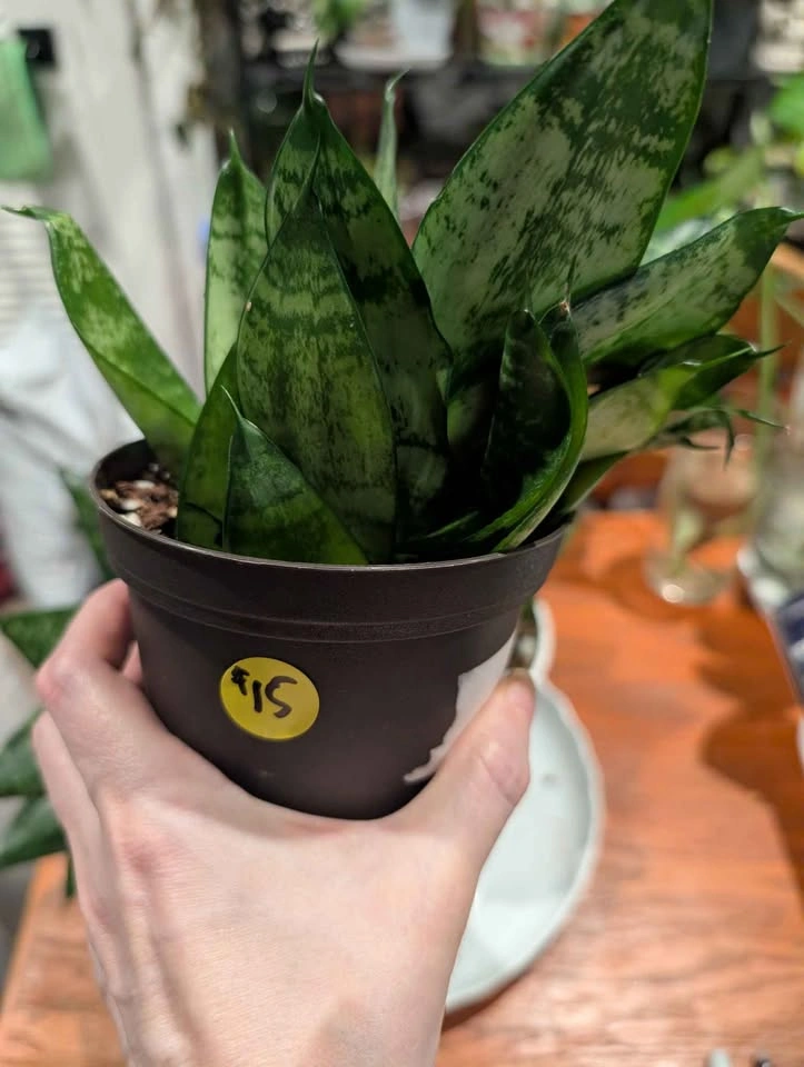 Bird's Nest Snake Plant - photo 5