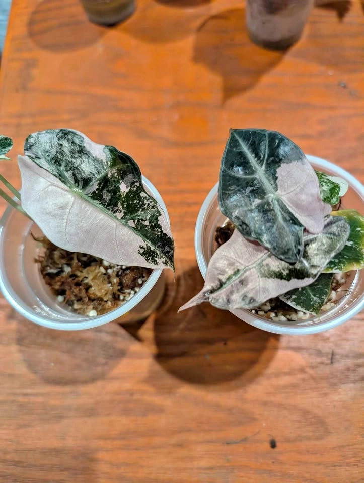 Alocasia Polly Snowflake plant