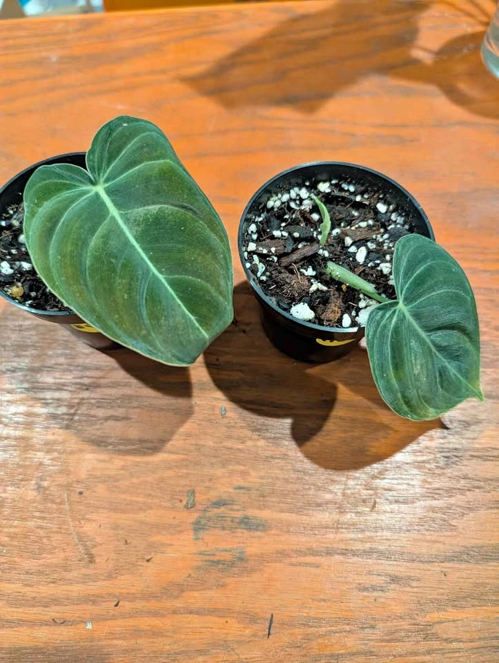 Philodendron melanochrysum plant