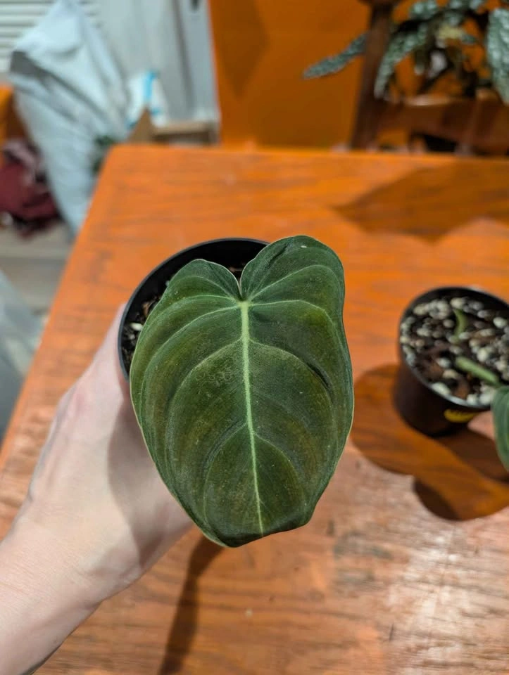 Philodendron melanochrysum plant - photo 2