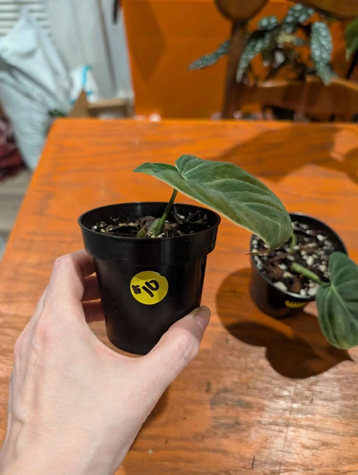 Philodendron melanochrysum plant - photo 3