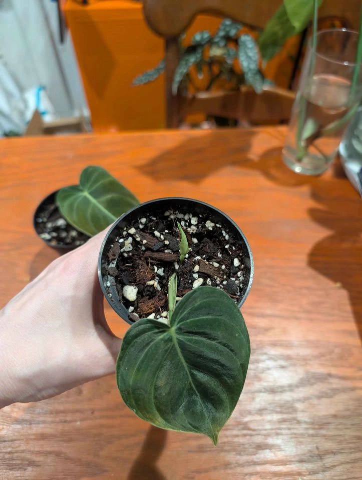 Philodendron melanochrysum plant - photo 4