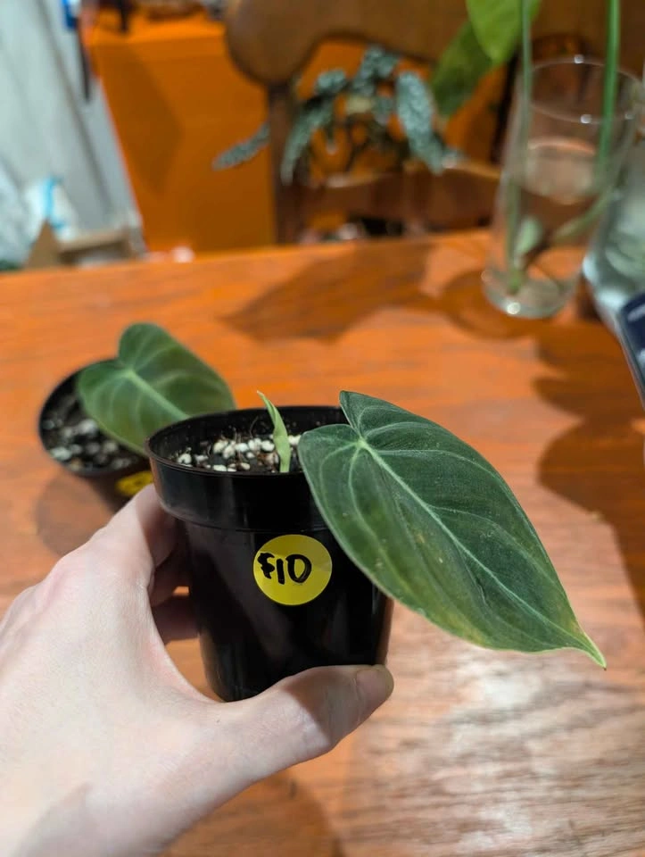 Philodendron melanochrysum plant - photo 5