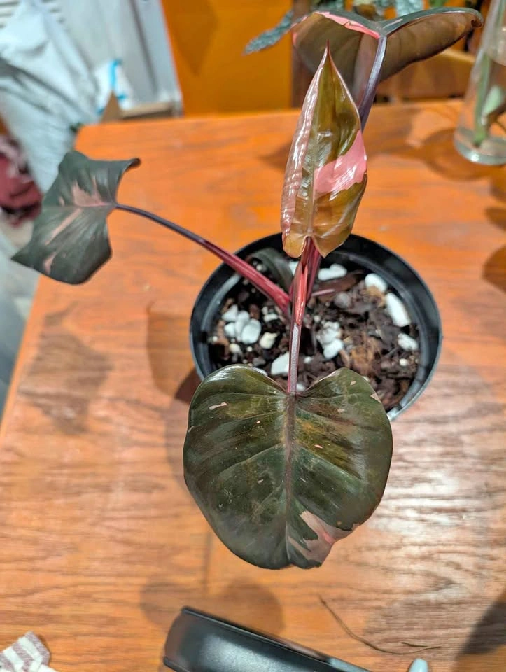 Pink Princess Philodendron plant