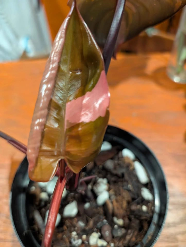 Pink Princess Philodendron plant - photo 2