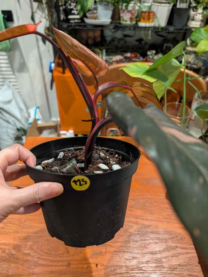 Pink Princess Philodendron plant - photo 3