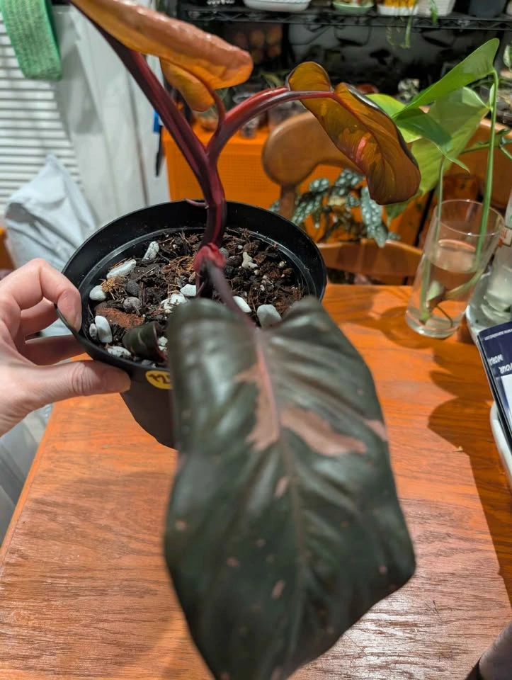Pink Princess Philodendron plant - photo 4