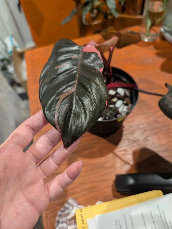 Pink Princess Philodendron plant - photo 5