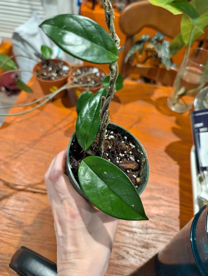 Hoya Carnosa