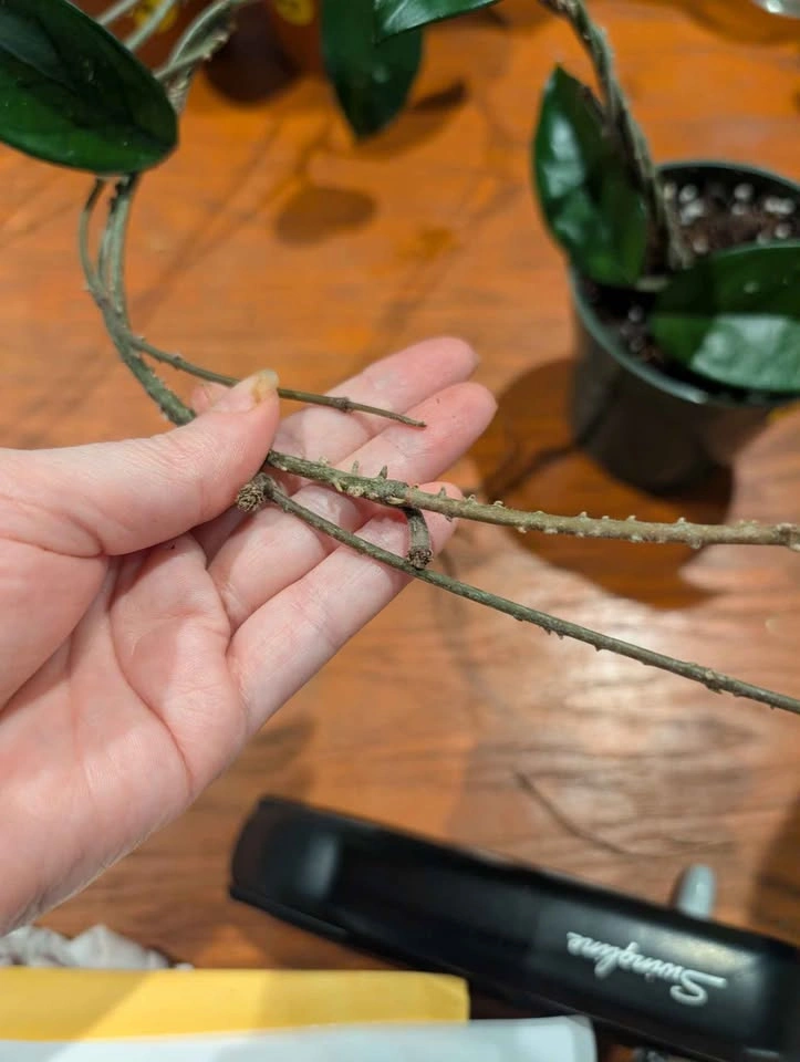 Hoya Carnosa - photo 3