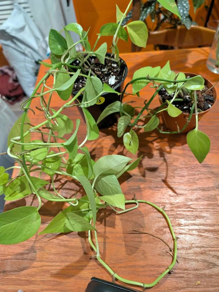 Neon pothos plant