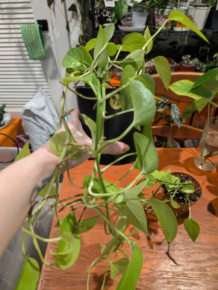 Neon pothos plant - photo 2