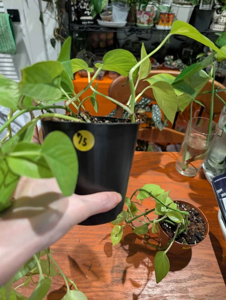 Neon pothos plant - photo 3