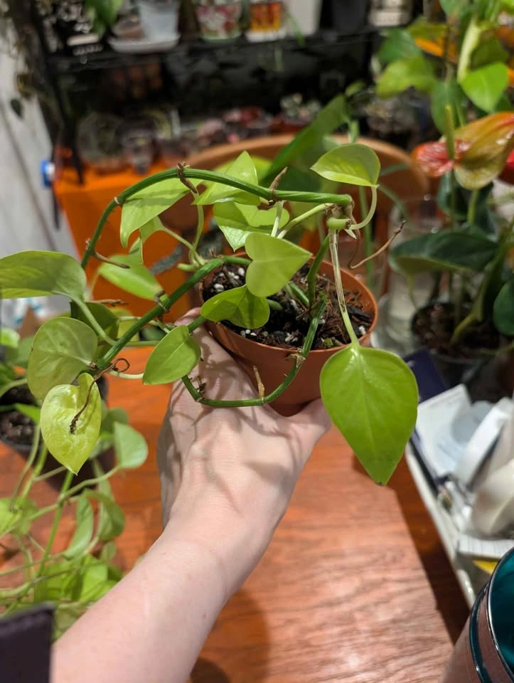Neon pothos plant - photo 4