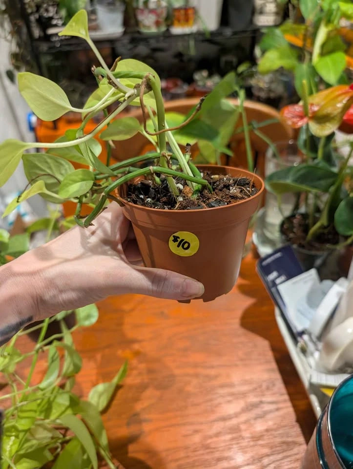 Neon pothos plant - photo 5