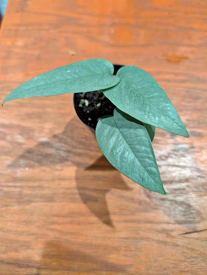 Cebu Blue pothos plant