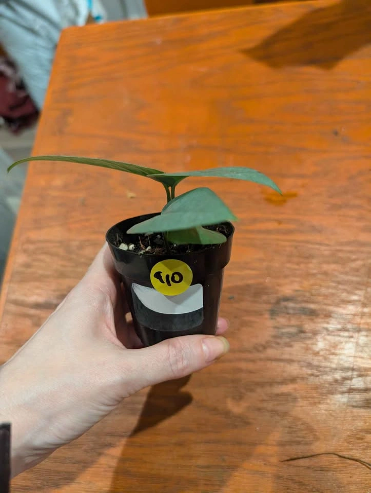 Cebu Blue pothos plant - photo 2