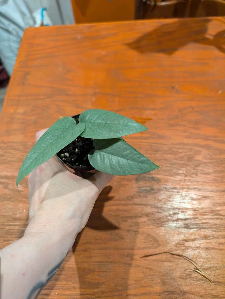 Cebu Blue pothos plant - photo 3