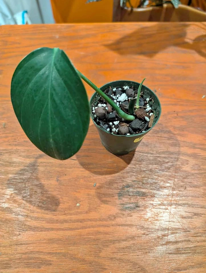 Raphidaphora tetrasperma aka mini monstera plant