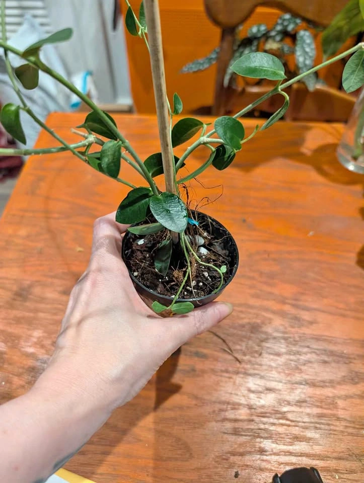 Hoya Comingiana Plant
