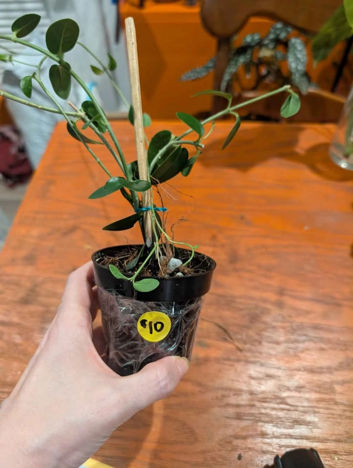 Hoya Comingiana Plant - photo 2