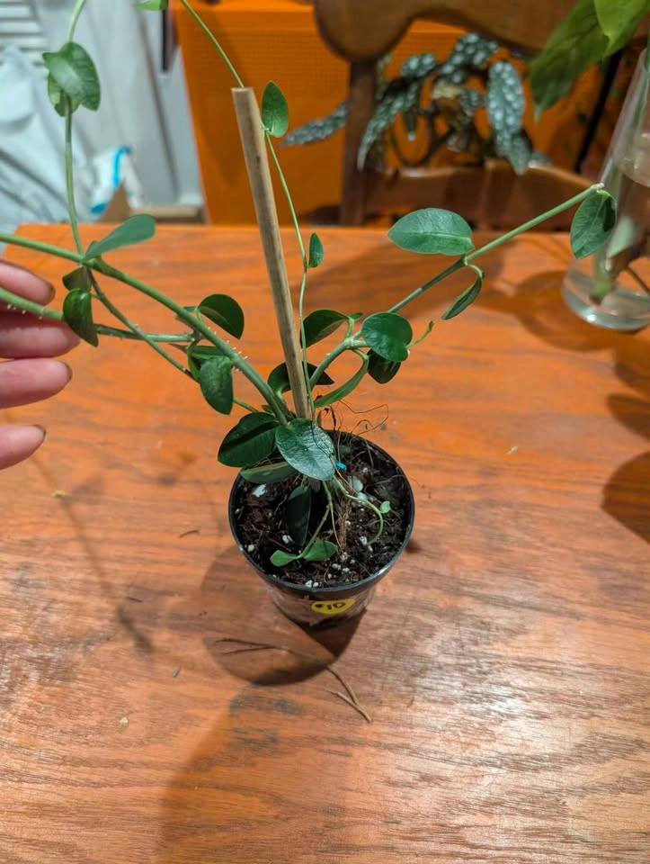 Hoya Comingiana Plant - photo 3