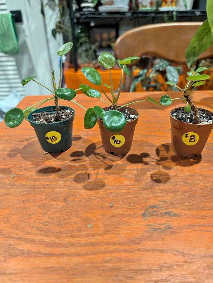 Chinese Money Plant