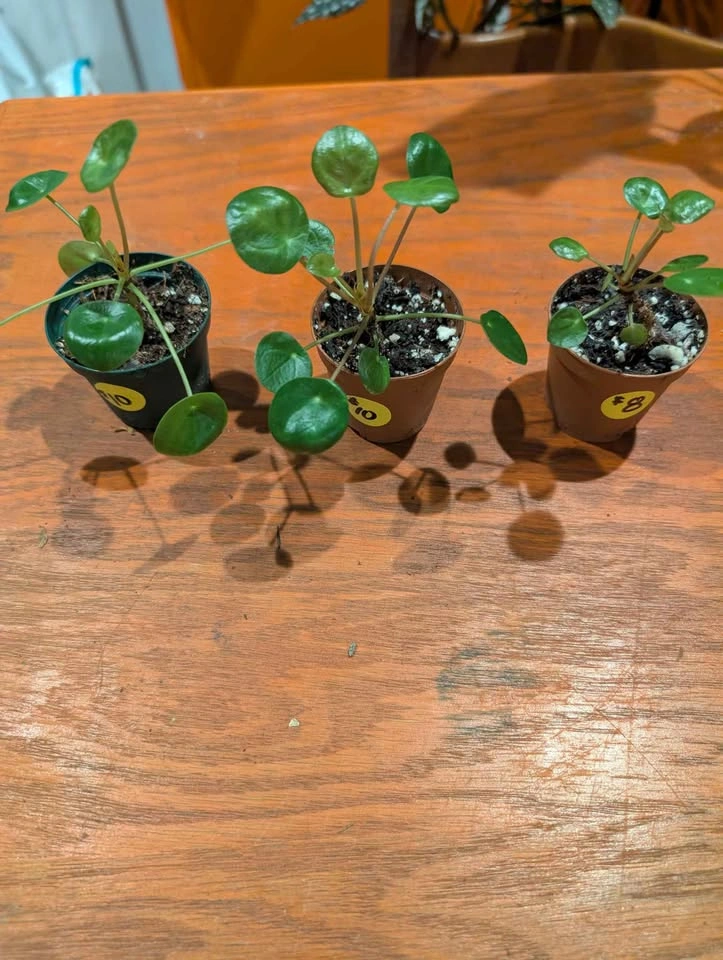 Chinese Money Plant - photo 2