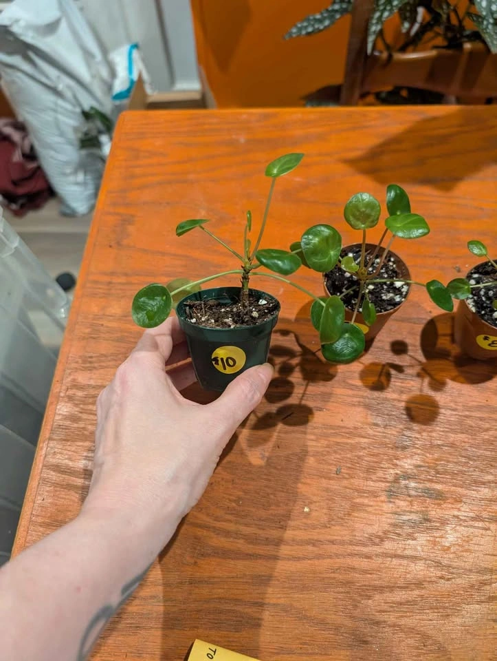 Chinese Money Plant - photo 3