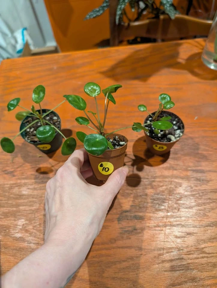Chinese Money Plant - photo 4