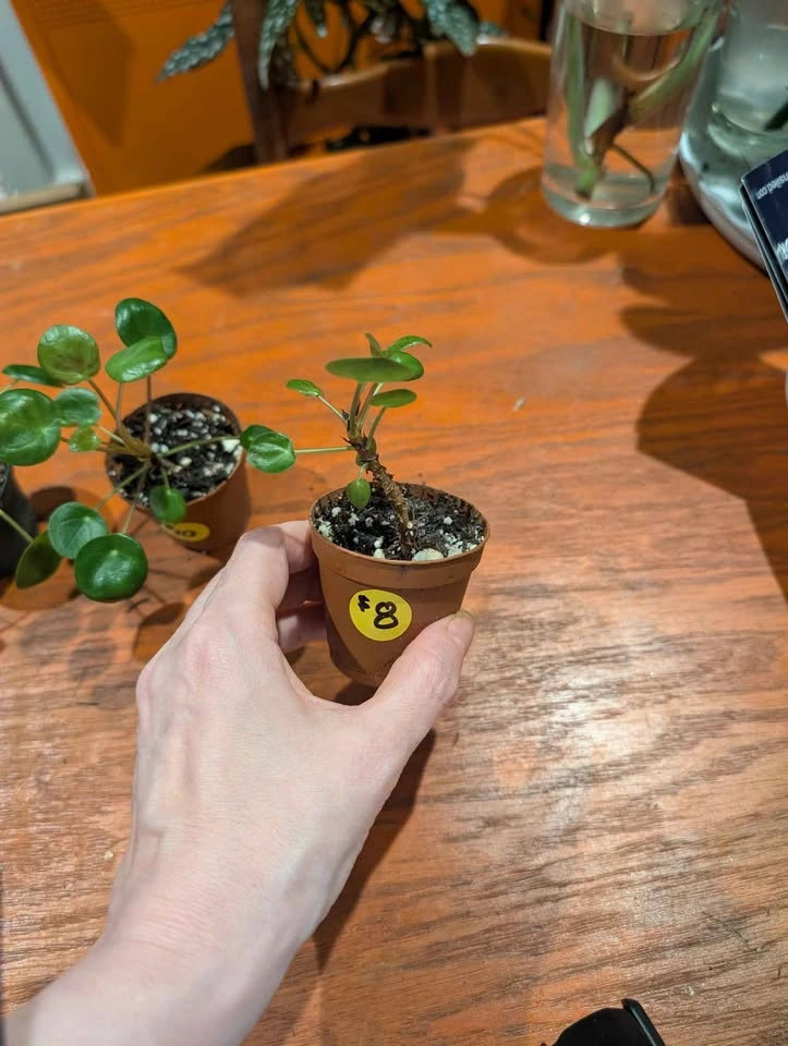 Chinese Money Plant - photo 5