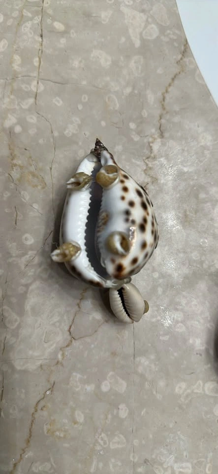 Pair of Cowrie Shell Turtle Figurines - photo 2