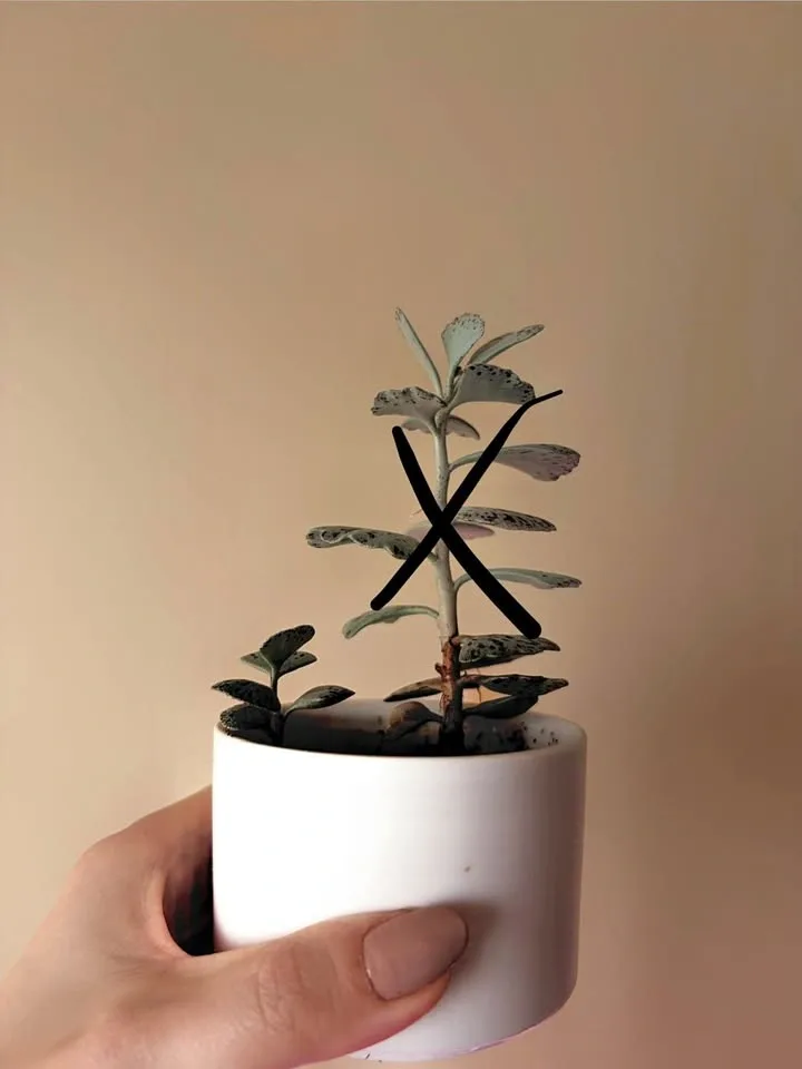 Kalanchoe rhombopilosa (Pie from Heaven) - Rooted Baby