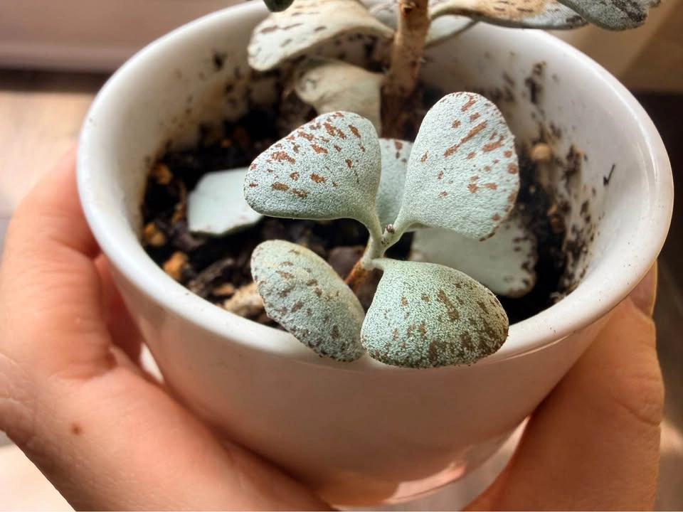 Kalanchoe rhombopilosa (Pie from Heaven) - Rooted Baby - photo 2