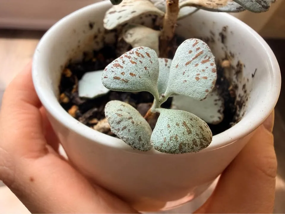 Kalanchoe rhombopilosa (Pie from Heaven) - Rooted Baby - photo 2