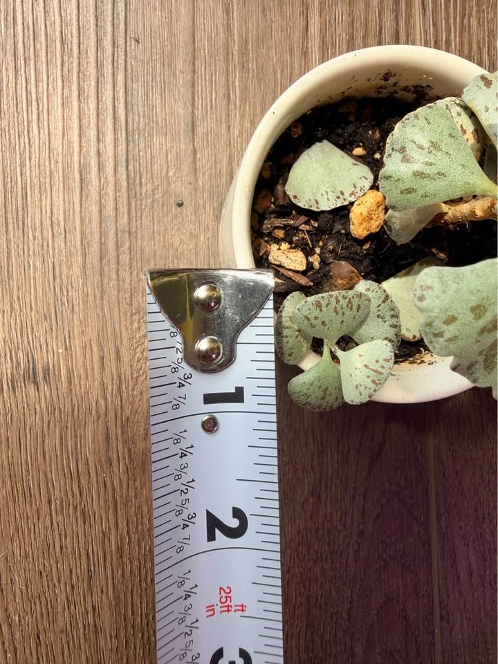 Kalanchoe rhombopilosa (Pie from Heaven) - Rooted Baby - photo 3