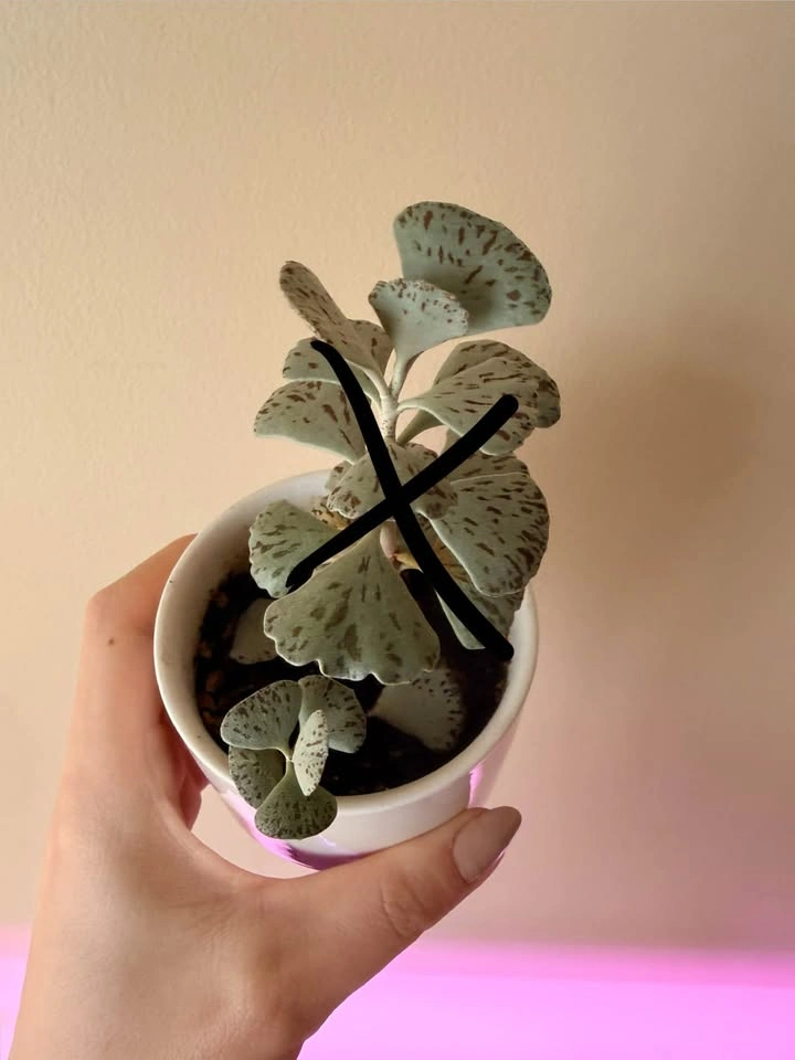 Kalanchoe rhombopilosa (Pie from Heaven) - Rooted Baby - photo 4