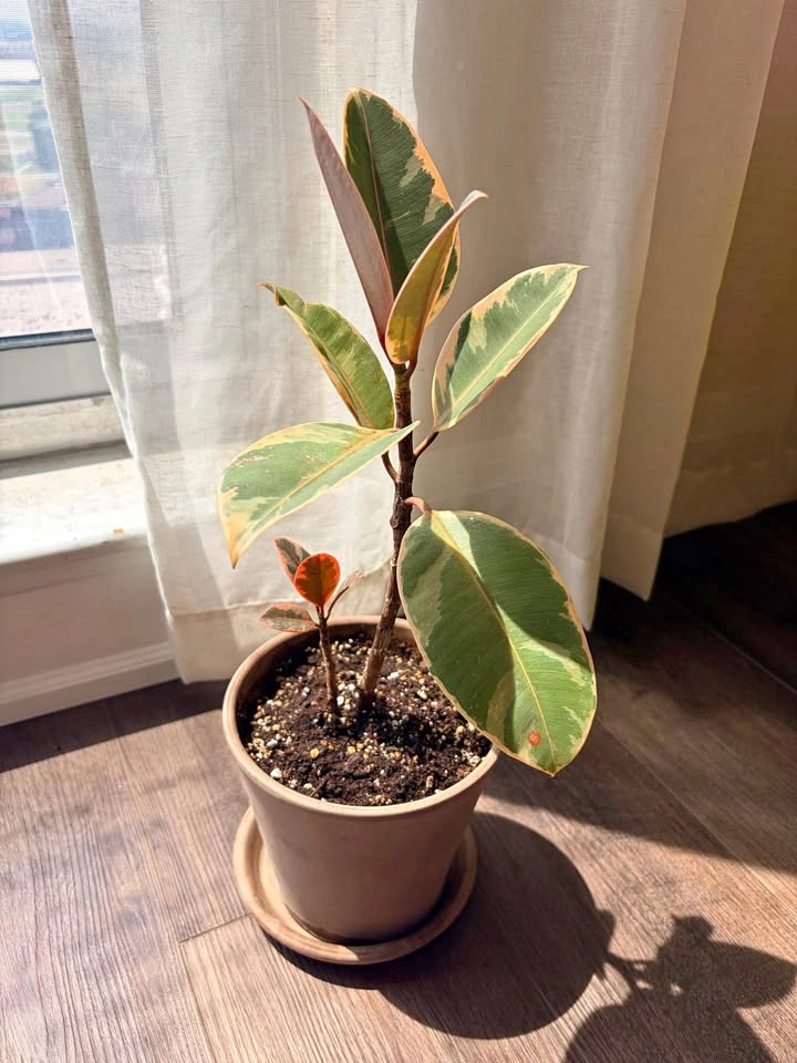 18“ Variegated Ficus Elastica Tineke Rubber Plant